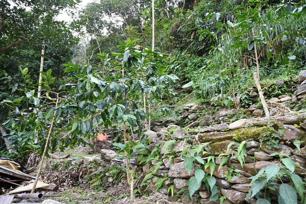 屏東霧台祕境。漫遊霧台 神山瀑布 一日巡護監測體驗、山棕葉釣蝦 部落古早智慧！