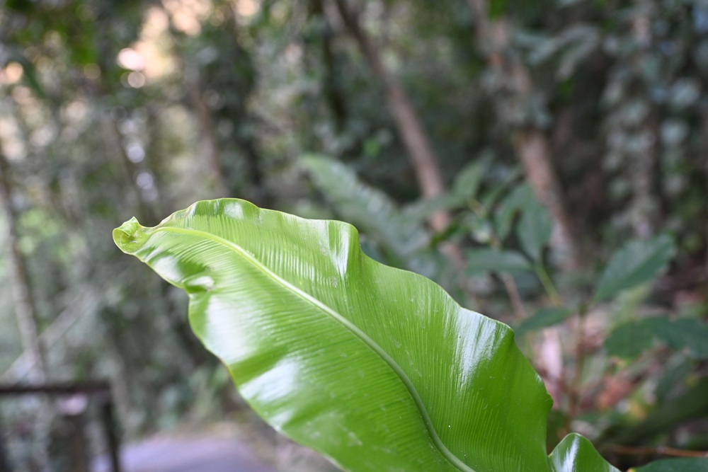 屏東霧台祕境。漫遊霧台 神山瀑布 一日巡護監測體驗、山棕葉釣蝦 部落古早智慧！