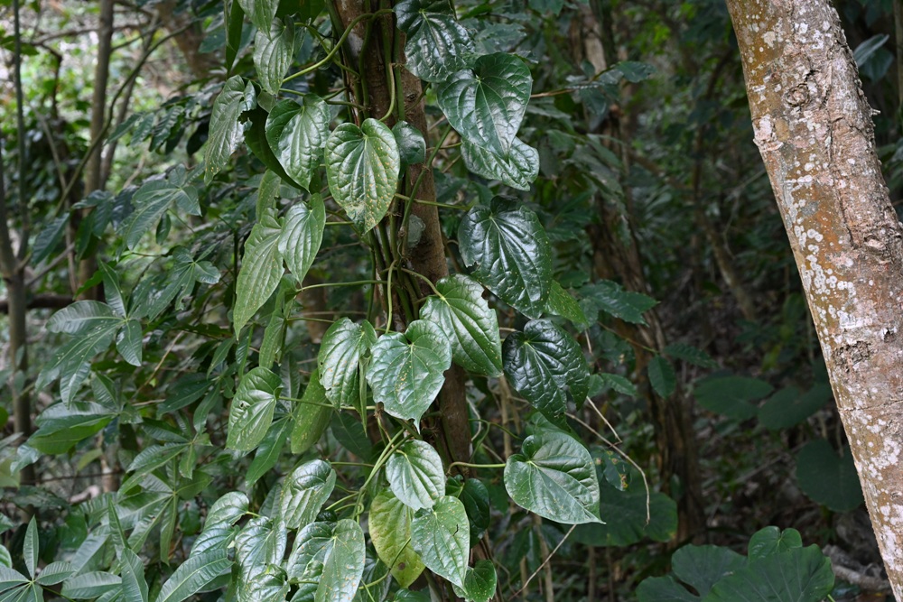 屏東霧台祕境。漫遊霧台 神山瀑布 一日巡護監測體驗、山棕葉釣蝦 部落古早智慧！