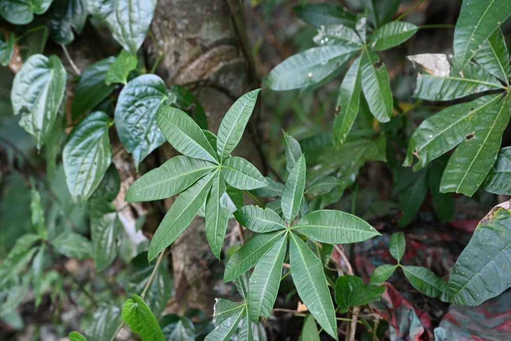 屏東霧台祕境。漫遊霧台 神山瀑布 一日巡護監測體驗、山棕葉釣蝦 部落古早智慧！