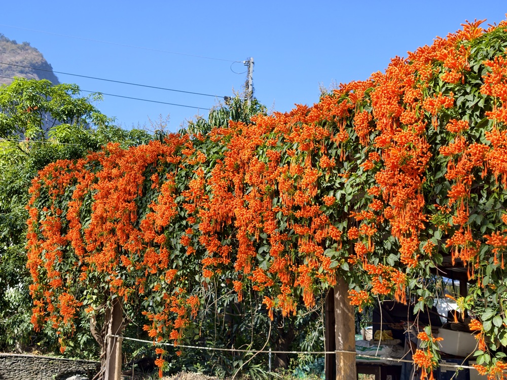 屏東霧臺二日遊｜2026赤馬迎春漫遊霧臺 魯凱族部落走讀、花巷道賞櫻、神山瀑布、禮納里住宿深度體驗！
