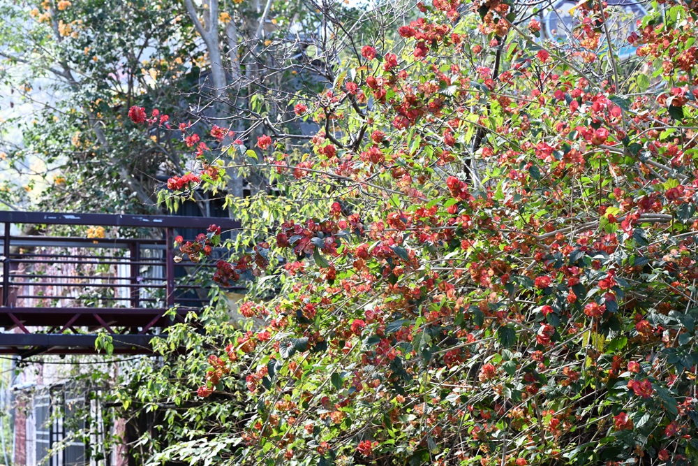 屏東霧臺二日遊｜2026赤馬迎春漫遊霧臺 魯凱族部落走讀、花巷道賞櫻、神山瀑布、禮納里住宿深度體驗！