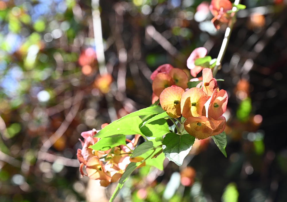 屏東霧臺二日遊｜2026赤馬迎春漫遊霧臺 魯凱族部落走讀、花巷道賞櫻、神山瀑布、禮納里住宿深度體驗！