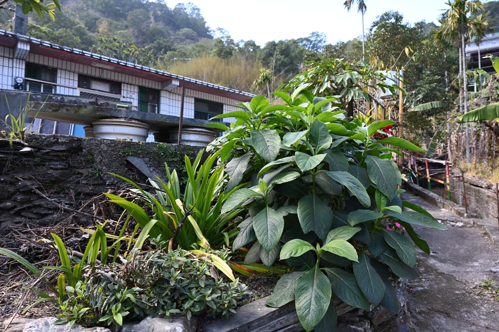 屏東霧臺二日遊｜2026赤馬迎春漫遊霧臺 魯凱族部落走讀、花巷道賞櫻、神山瀑布、禮納里住宿深度體驗！