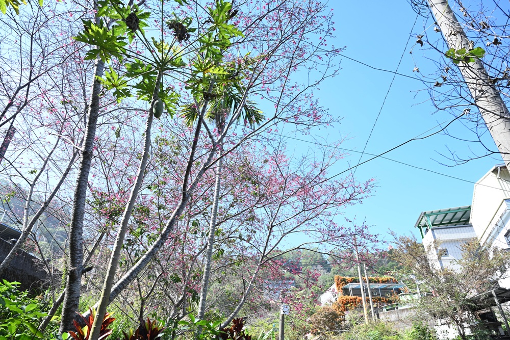 屏東霧臺二日遊｜2026赤馬迎春漫遊霧臺 魯凱族部落走讀、花巷道賞櫻、神山瀑布、禮納里住宿深度體驗！