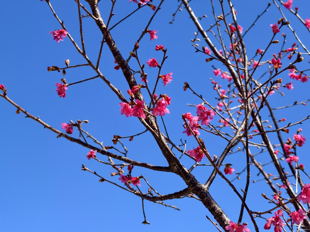 屏東霧臺二日遊｜2026赤馬迎春漫遊霧臺 魯凱族部落走讀、花巷道賞櫻、神山瀑布、禮納里住宿深度體驗！