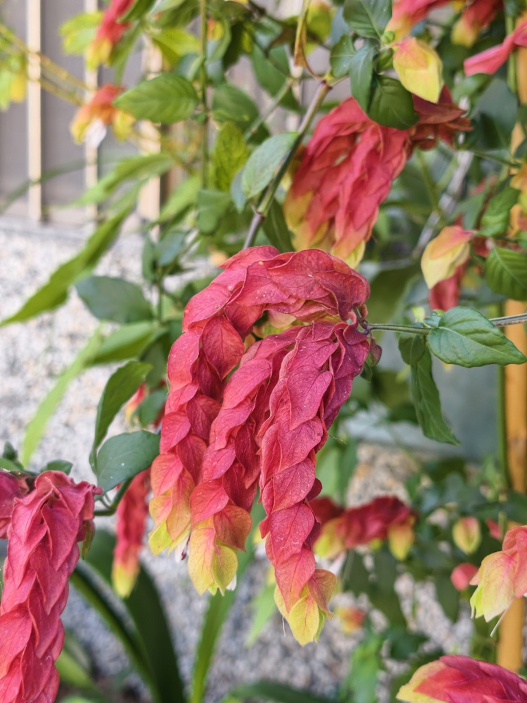 屏東霧臺二日遊｜2026赤馬迎春漫遊霧臺 魯凱族部落走讀、花巷道賞櫻、神山瀑布、禮納里住宿深度體驗！