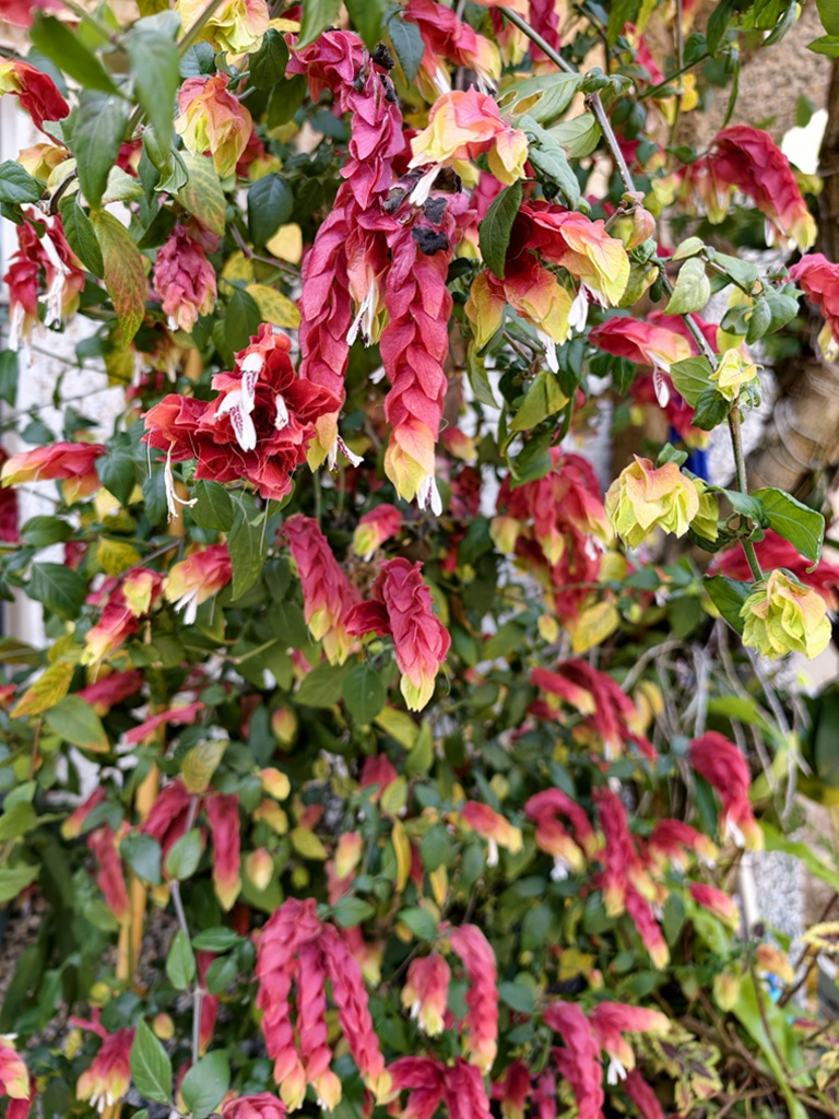 屏東霧臺二日遊｜2026赤馬迎春漫遊霧臺 魯凱族部落走讀、花巷道賞櫻、神山瀑布、禮納里住宿深度體驗！