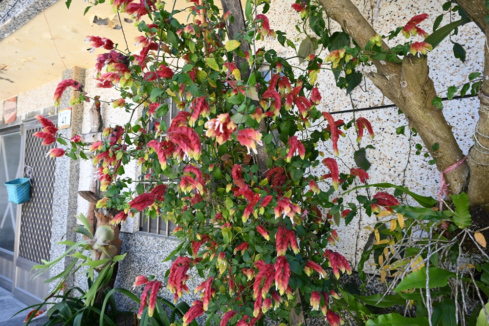 屏東霧臺二日遊｜2026赤馬迎春漫遊霧臺 魯凱族部落走讀、花巷道賞櫻、神山瀑布、禮納里住宿深度體驗！