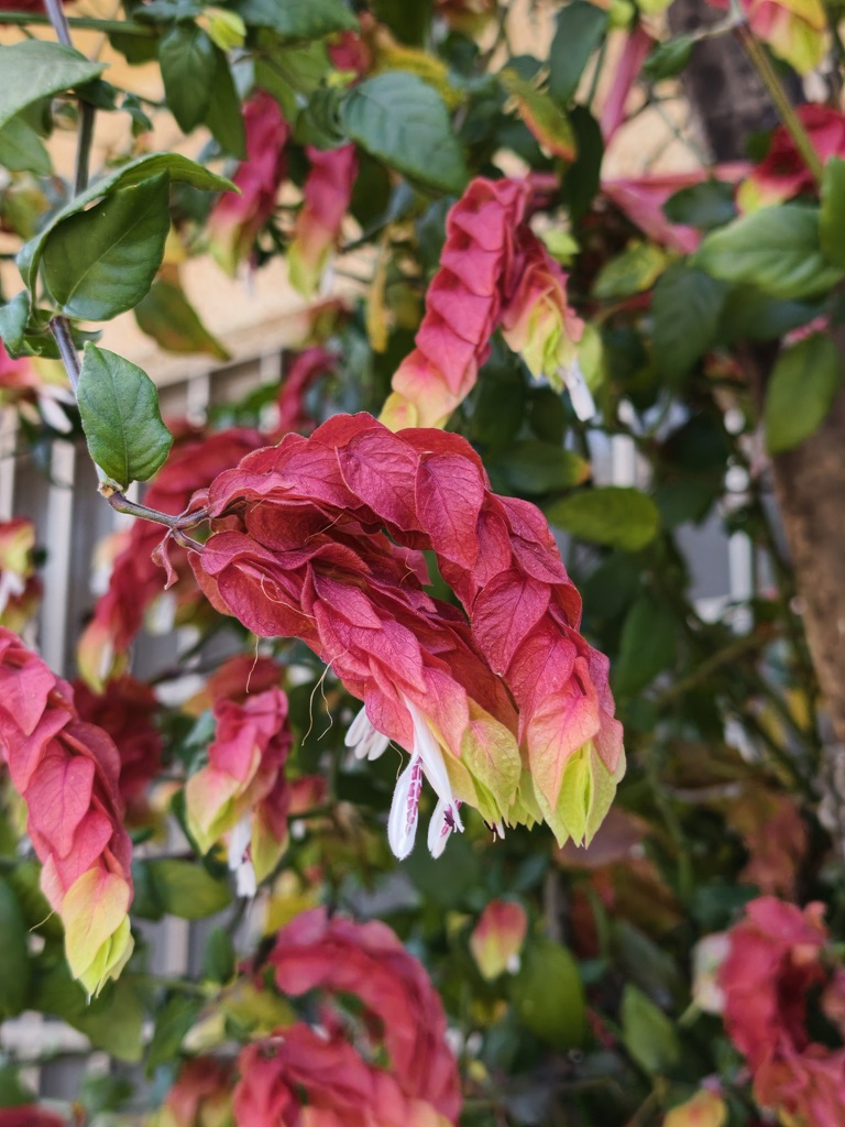 屏東霧臺二日遊｜2026赤馬迎春漫遊霧臺 魯凱族部落走讀、花巷道賞櫻、神山瀑布、禮納里住宿深度體驗！