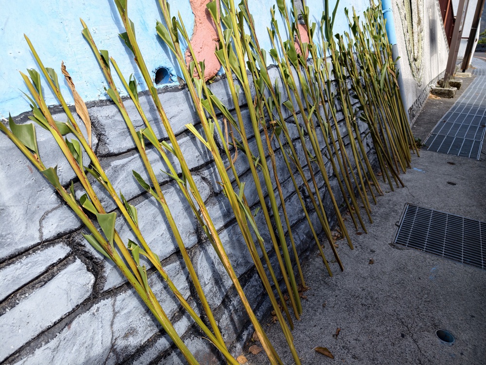 屏東霧臺二日遊｜2026赤馬迎春漫遊霧臺 魯凱族部落走讀、花巷道賞櫻、神山瀑布、禮納里住宿深度體驗！