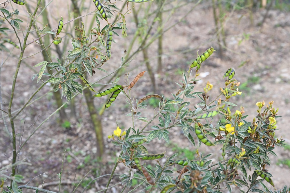 屏東霧臺二日遊｜2026赤馬迎春漫遊霧臺 魯凱族部落走讀、花巷道賞櫻、神山瀑布、禮納里住宿深度體驗！