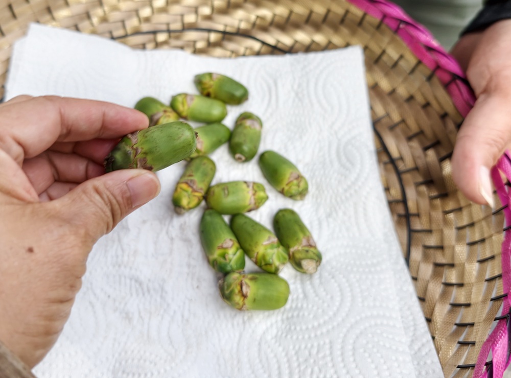 屏東霧臺二日遊｜2026赤馬迎春漫遊霧臺 魯凱族部落走讀、花巷道賞櫻、神山瀑布、禮納里住宿深度體驗！
