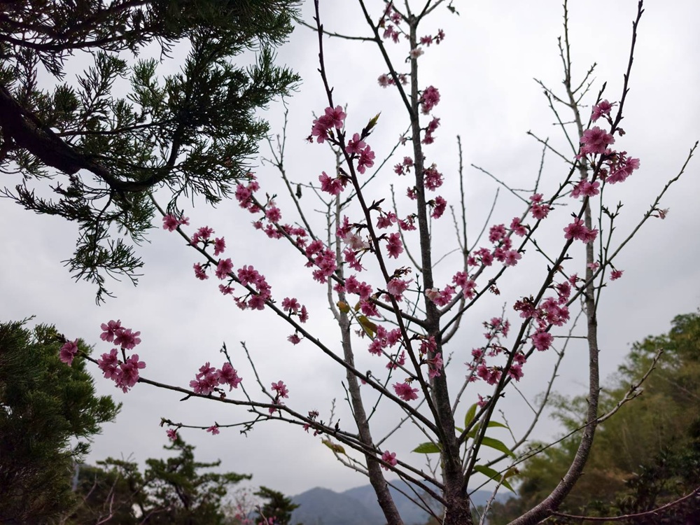 東高雄一日遊。2026「高雄山城奇幻生物祭」熱鬧登場！寶來、甲仙、杉林、美濃、旗山、內門 六大山城守護獸現身，抓寶打卡拿樂福龍公仔！