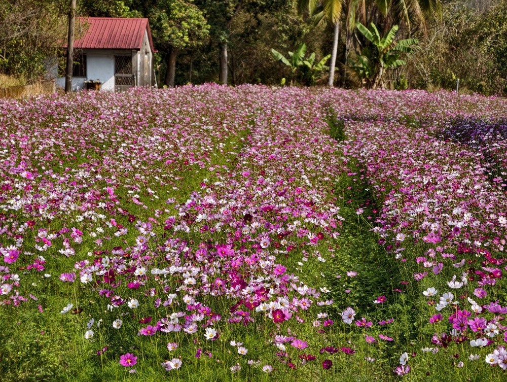 東高雄一日遊。2026「高雄山城奇幻生物祭」熱鬧登場！寶來、甲仙、杉林、美濃、旗山、內門 六大山城守護獸現身，抓寶打卡拿樂福龍公仔！