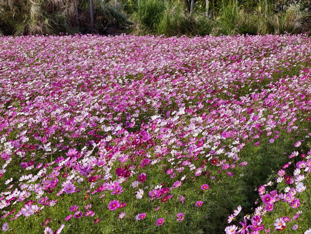 東高雄一日遊。2026「高雄山城奇幻生物祭」熱鬧登場！寶來、甲仙、杉林、美濃、旗山、內門 六大山城守護獸現身，抓寶打卡拿樂福龍公仔！