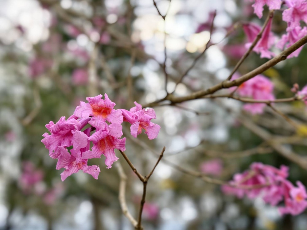 南投一日遊。暨大櫻花季 結合櫻花、茶道、音樂 交織一場感官饗宴! 南投一日遊。暨大櫻花季 結合櫻花、茶道、音樂 交織一場感官饗宴!