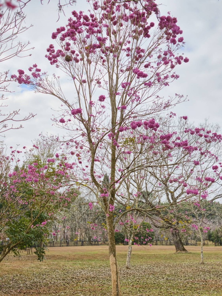 南投一日遊。暨大櫻花季 結合櫻花、茶道、音樂 交織一場感官饗宴! 南投一日遊。暨大櫻花季 結合櫻花、茶道、音樂 交織一場感官饗宴!