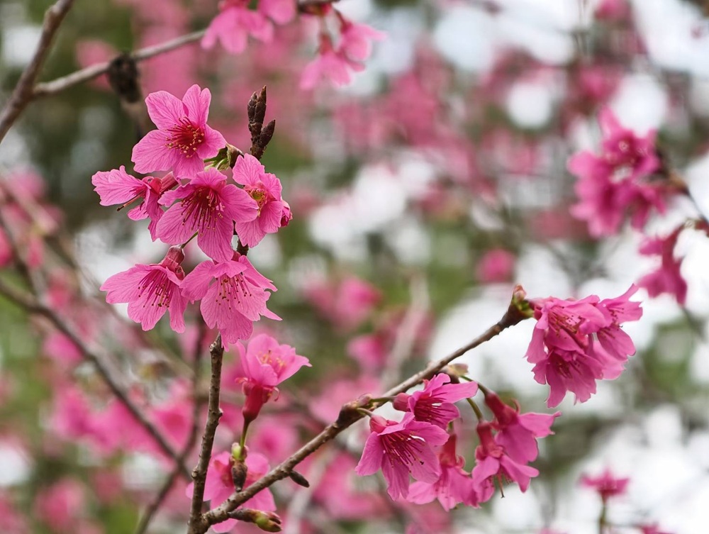 南投一日遊。暨大櫻花季 結合櫻花、茶道、音樂 交織一場感官饗宴! 南投一日遊。暨大櫻花季 結合櫻花、茶道、音樂 交織一場感官饗宴!