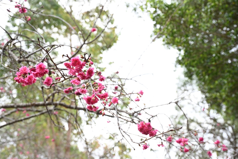 南投一日遊。暨大櫻花季 結合櫻花、茶道、音樂 交織一場感官饗宴! 南投一日遊。暨大櫻花季 結合櫻花、茶道、音樂 交織一場感官饗宴!