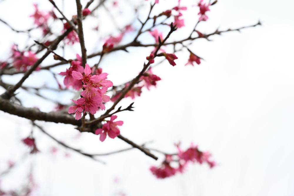 南投一日遊。暨大櫻花季 結合櫻花、茶道、音樂 交織一場感官饗宴! 南投一日遊。暨大櫻花季 結合櫻花、茶道、音樂 交織一場感官饗宴!