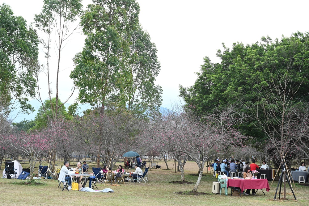 南投一日遊。暨大櫻花季 結合櫻花、茶道、音樂 交織一場感官饗宴! 南投一日遊。暨大櫻花季 結合櫻花、茶道、音樂 交織一場感官饗宴!