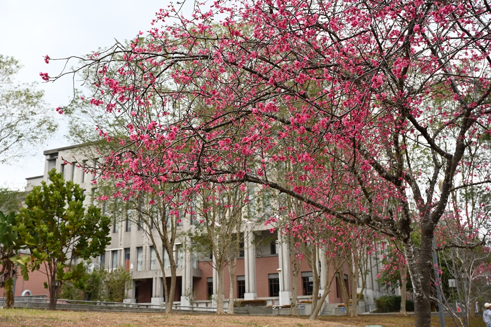 南投一日遊。暨大櫻花季 結合櫻花、茶道、音樂 交織一場感官饗宴! 南投一日遊。暨大櫻花季 結合櫻花、茶道、音樂 交織一場感官饗宴!