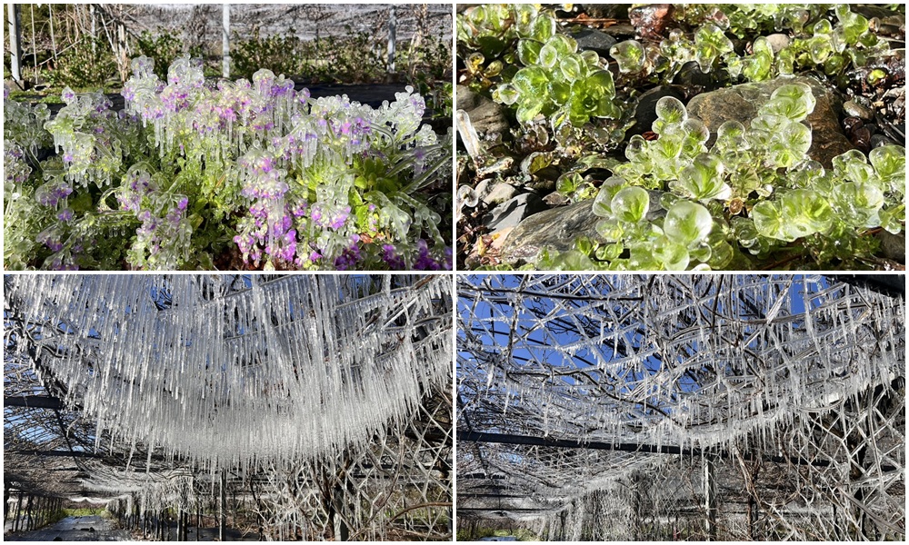 三月也會結冰！武陵農場-0.6℃打造夢幻冰晶世界 藤花園宛如冰雪奇緣！