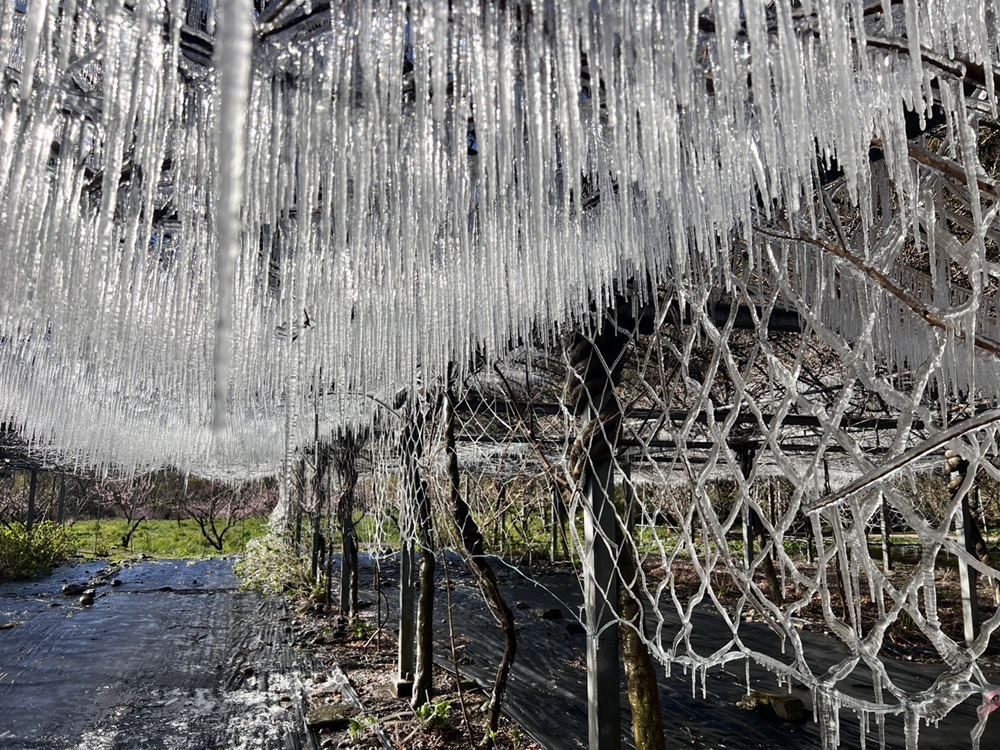 三月也會結冰！武陵農場-0.6℃打造夢幻冰晶世界 藤花園宛如冰雪奇緣！