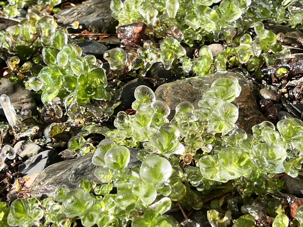 三月也會結冰！武陵農場-0.6℃打造夢幻冰晶世界 藤花園宛如冰雪奇緣！