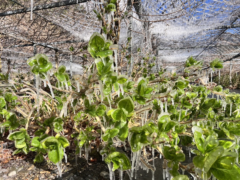 三月也會結冰！武陵農場-0.6℃打造夢幻冰晶世界 藤花園宛如冰雪奇緣！