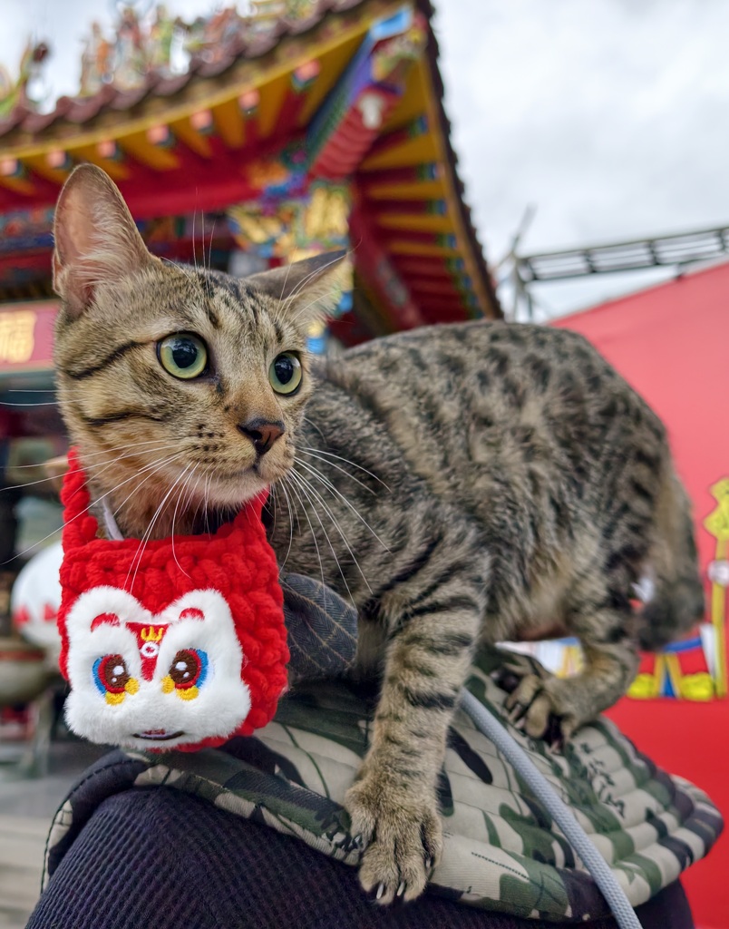 台東太麻里｜百年土地公廟「福興宮」貓廟2.0版本、台版雷門、招財貓、彩繪壁畫、祈福御守、水籤詩全攻略！