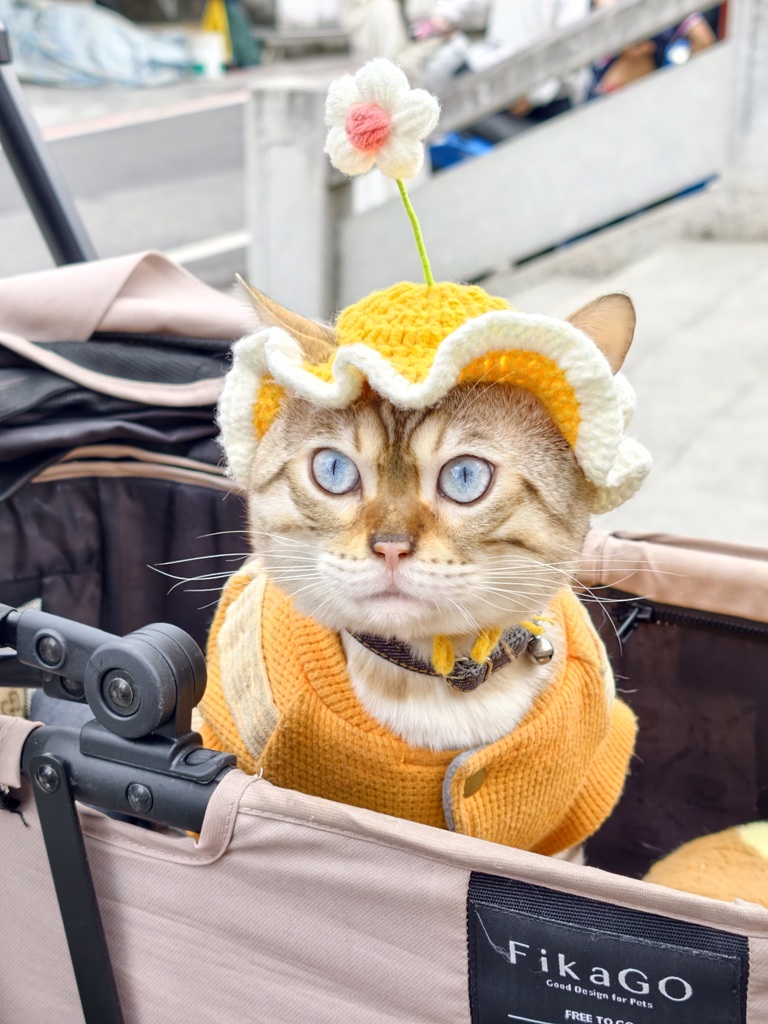 台東太麻里｜百年土地公廟「福興宮」貓廟2.0版本、台版雷門、招財貓、彩繪壁畫、祈福御守、水籤詩全攻略！