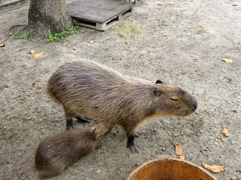 台南安平免門票景點。安平出張所 12花神の誕生鹽御守DIY、祈福鹽包、中藥香包 還有呆萌可愛小水豚君免費看！