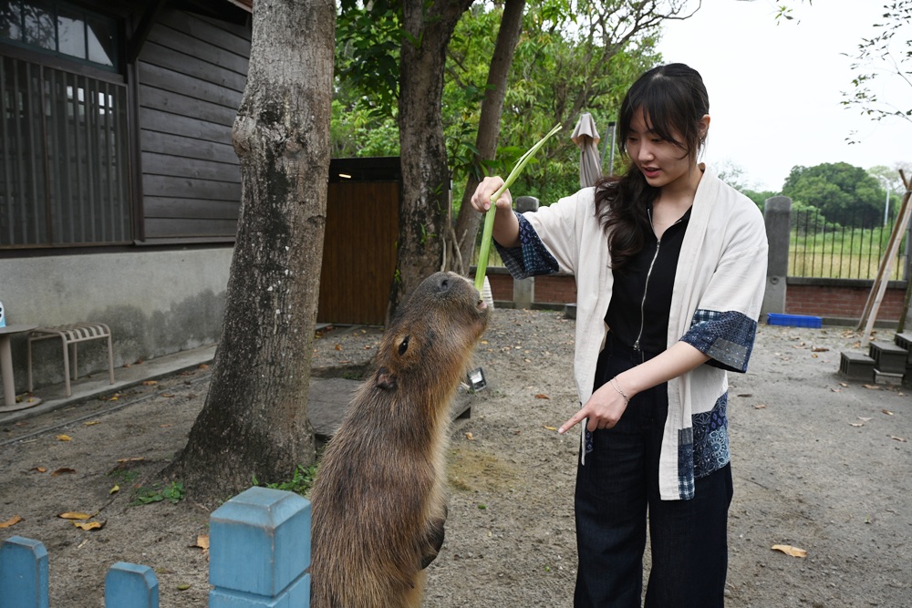 台南安平免門票景點。安平出張所 12花神の誕生鹽御守DIY、祈福鹽包、中藥香包 還有呆萌可愛小水豚君免費看！