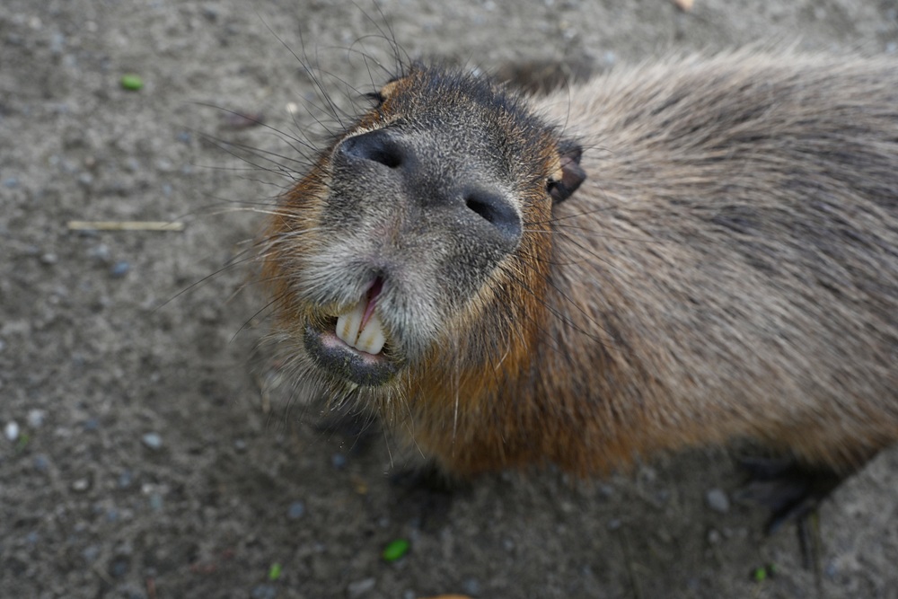 台南安平免門票景點。安平出張所 12花神の誕生鹽御守DIY、祈福鹽包、中藥香包 還有呆萌可愛小水豚君免費看！