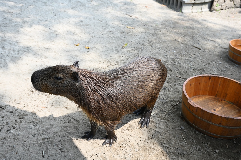 台南安平免門票景點。安平出張所 12花神の誕生鹽御守DIY、祈福鹽包、中藥香包 還有呆萌可愛小水豚君免費看！